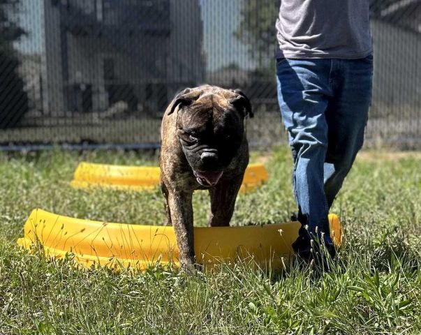 daycare at fetching friedas