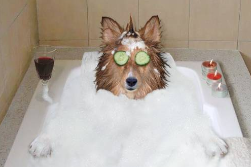 Dog-spa