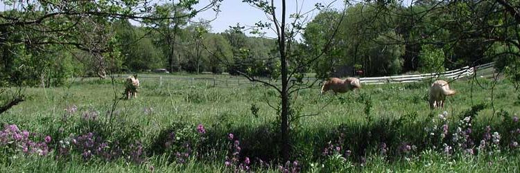 horse field