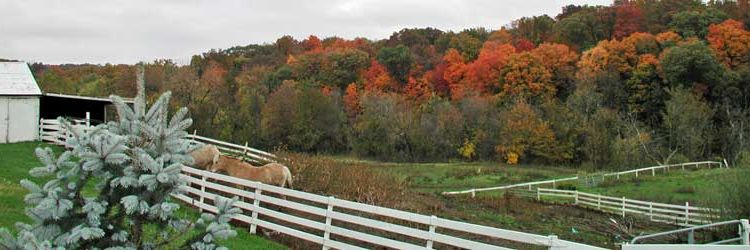 horse field fall2