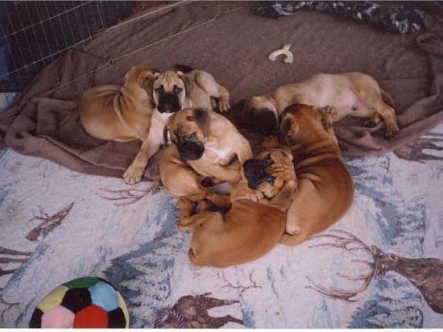 frieda puppy0001